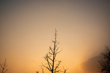 Lonely Tree Silhouette in Soft Golden Sunset Sky