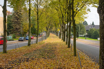 Naklejka premium Peaceful Autumn Street with Trees and Fallen Leaves