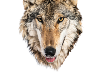 Intense close-up of a wolf's head, showcasing its sharp features and piercing yellow eyes against a dark background