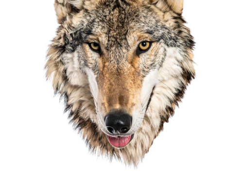 Intense close-up of a wolf's head, showcasing its sharp features and piercing yellow eyes against a dark background