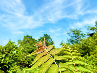 日を浴びる葉と爽やかな青空
