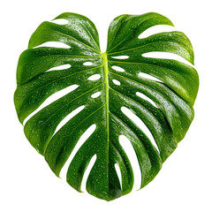 Fresh Monstera leaf (Swiss Cheese Plant) covered in water droplets isolated for design use. Tropical houseplant foliage against a solid transparent background