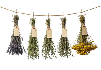 Five bunches of dried herbs and flowers hung on a string with blank tags for identification