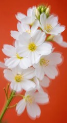 Obraz premium Blurred White Flowers on Orange