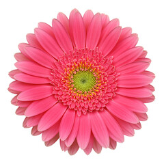 Bright and Cheerful Pink Gerbera Daisy Blossom