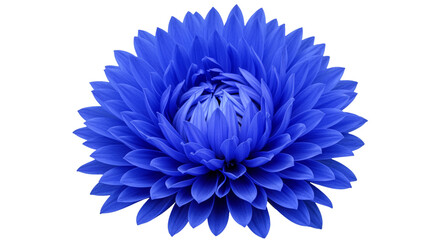 A single vibrant blue dahlia flower in full bloom isolated on a clean white background