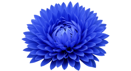 A single vibrant blue dahlia flower in full bloom isolated on a clean white background