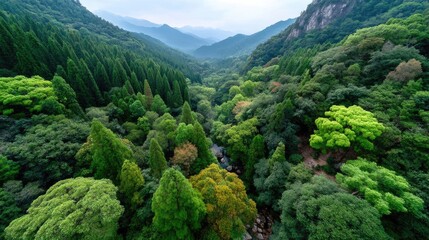 Vast Lush Green Forest Canopy Under Hazy Blue Sky With Layered Mountains In The Distance Bathed In Soft Sunlight
