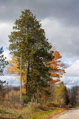 autumn in the forest