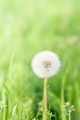 緑色背景ふんわりもふもふしたタンポポの綿毛
