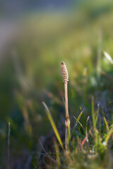 土手に生える一本の土筆