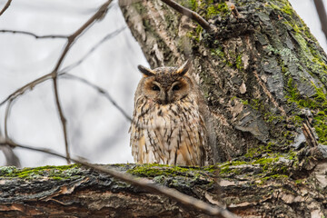 Long-eared owl (Asio otus), looking forward with wide opened eyes