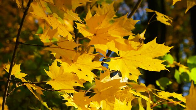 Yellow maple leaves on tree branches on a sunny autumn day.