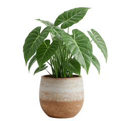 Fototapeta premium Green potted syngonium plant isolated on transparent background