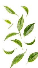 green leaves isolated on white