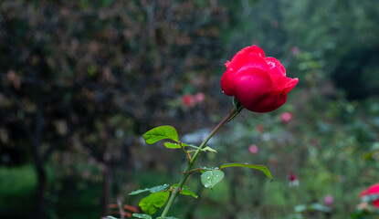 single red rose