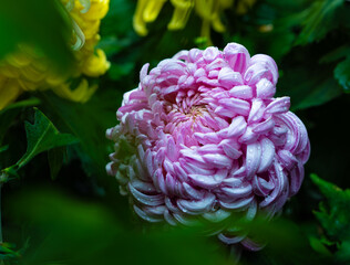 purple and yellow flower