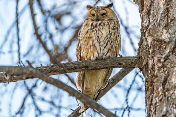 Long-eared owl (Asio otus), looking forward with wide opened eyes