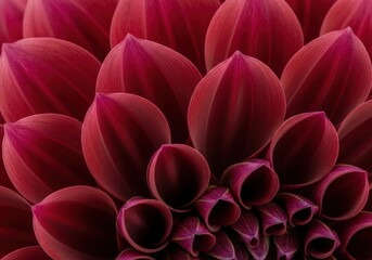 Macro Dark Red Flower Petals