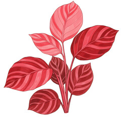 Obraz premium Red and pink striped plant leaves isolated on transparent background
