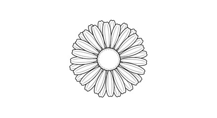 Simple daisy flower, a symbol of purity