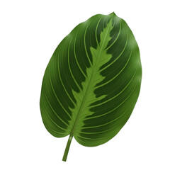 Green leaf with white veins isolated on transparent background