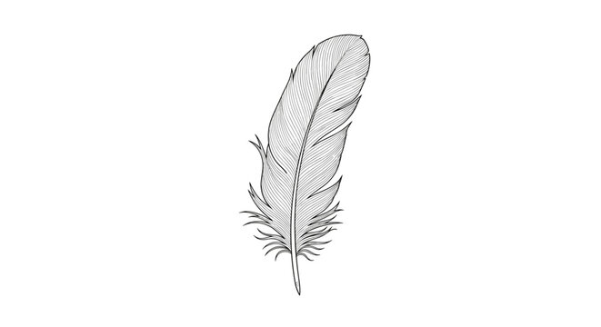 Detailed drawing of a feather