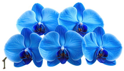 Six vibrant blue orchid blossoms arranged tightly together