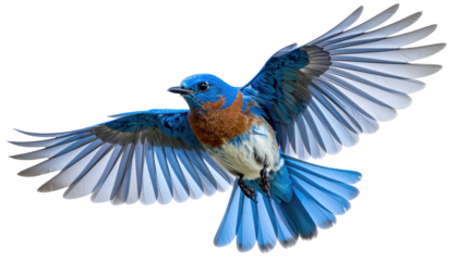 Bluebird soars, wings spread wide, against black background