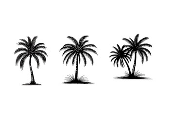 Fototapeta premium Black silhouette palm trees with fronds and grassy bases on white background vector