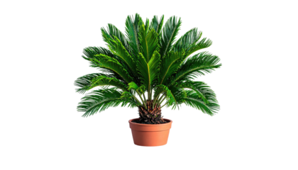 Potted Sago Palm, detailed, green fronds, clay pot, black backdrop