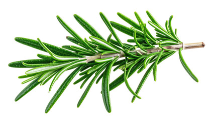 Fototapeta premium Fresh sprig of rosemary with needle-like leaves