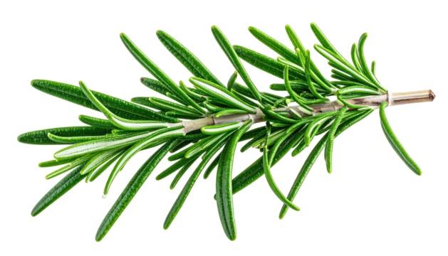 Fresh sprig of rosemary with needle-like leaves