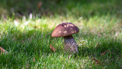 Close up photo of a large brown cap mashroom