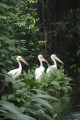 Three pelicans standing among lush green ferns by water