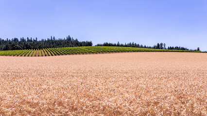 Scenic view of a yellow wheat field with row of grape vines in the background, Hillsboro country side, Oregon © Dmitry
