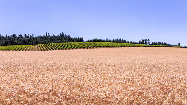 Scenic view of a yellow wheat field with row of grape vines in the background, Hillsboro country side, Oregon