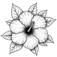 Engraving style hibiscus flower illustration isolated on white © fiqri