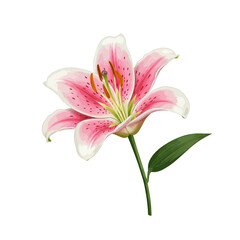 Fototapeta premium Realistic Illustration of a Single Pink and White Stargazer Lily Flower Isolated on White