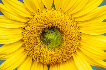 Yellow Sunflower blooming close-up view