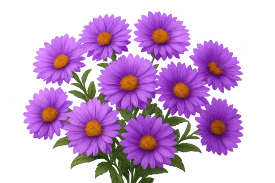 Purple aster bouquet blooming, showing fresh green leaves, isolated on transparent background for easy use