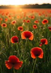 Fototapeta premium Vibrant Field of Red Poppies at Golden Hour Sunset.