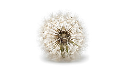 Macro close-up of a delicate dandelion seed head against a clean white background