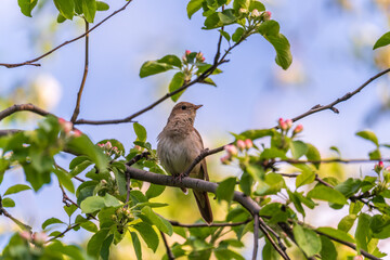 Thrush Nightingale, Luscinia luscinia. A bird sits on a tree branch and sings