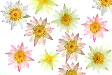 Beautiful lotus flowers on a white background