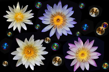 Beautiful lotus flowers with soap bubbles on a black background