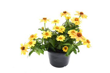 Bright yellow zinnia flowers are blooming in a potted plant.