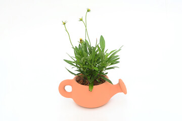 Green tree in a vase  isolated on white