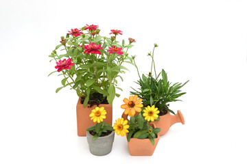 zinnia flowers are blooming in a potted plant.