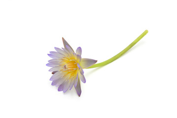 Close-up of a beautiful blooming water lily on a white background © winai